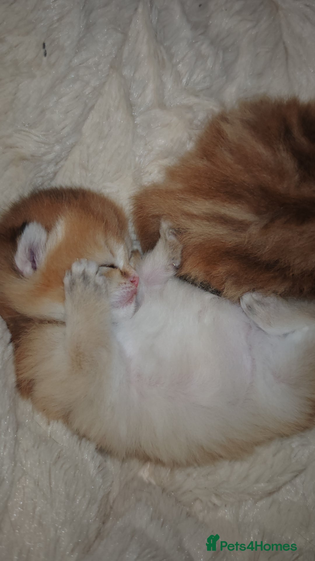 British Shorthair cats for sale: Stunning pedigree BSH Golden black Chinchilla  - Advert 1