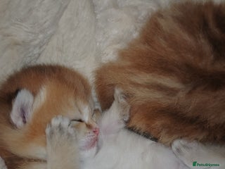 British Shorthair cats Stunning pedigree BSH Golden black Chinchilla - Advert 1