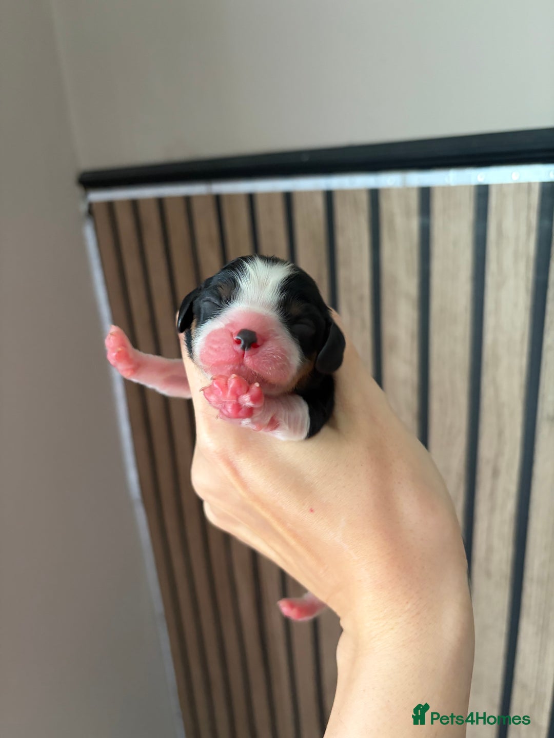 Cavalier King Charles Spaniel dogs for sale: Beautiful Cavalier King Charles Puppies - Advert 5