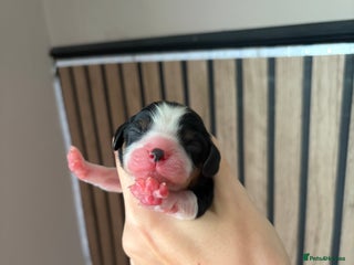 Cavalier King Charles Spaniel dogs Beautiful Cavalier King Charles Puppies - Advert 11