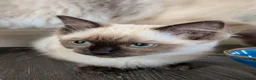 Ragdoll cats for sale: Beautiful ragdoll babies 💖💖💖 - Advert 8