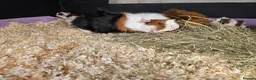 Guinea Pig rodents for sale: Abyssinian & Teddy Guinea Pigs - Advert 7