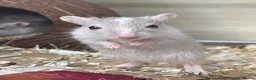 Gerbil rodents for sale: Baby Gerbils - Advert 2