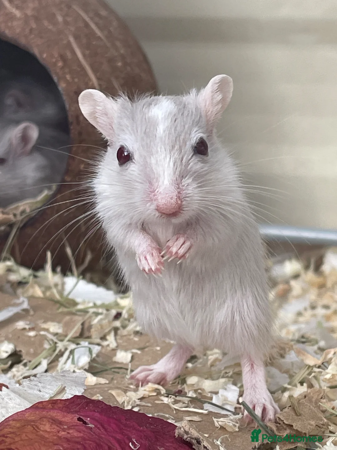 Gerbil rodents for sale: Baby Gerbils - Advert 2