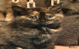 British Shorthair cats for sale: 1/2 British shorthair kitten - Advert 1