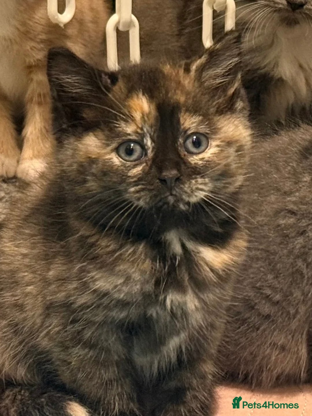 British Shorthair cats for sale: 1/2 British shorthair kitten - Advert 1