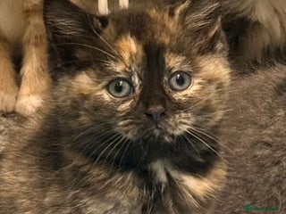 British Shorthair cats 1/2 British shorthair kitten - Advert 1