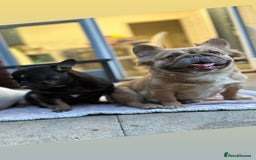 French Bulldog dogs for sale: 5 year old fawn fluffy French bulldog - Image 3