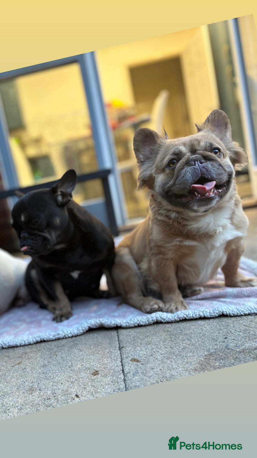 French Bulldog dogs for sale: 5 year old fawn fluffy French bulldog - Image 3
