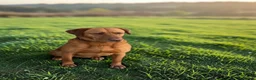 Labrador Retriever dogs for stud: Kc reg ftch stud - Advert 2