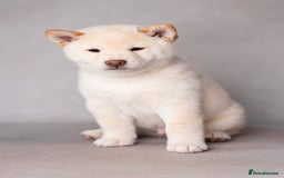 Japanese Shiba Inu dogs for sale: Beautiful Cream Shiba Inu boy for sale  - Image 11