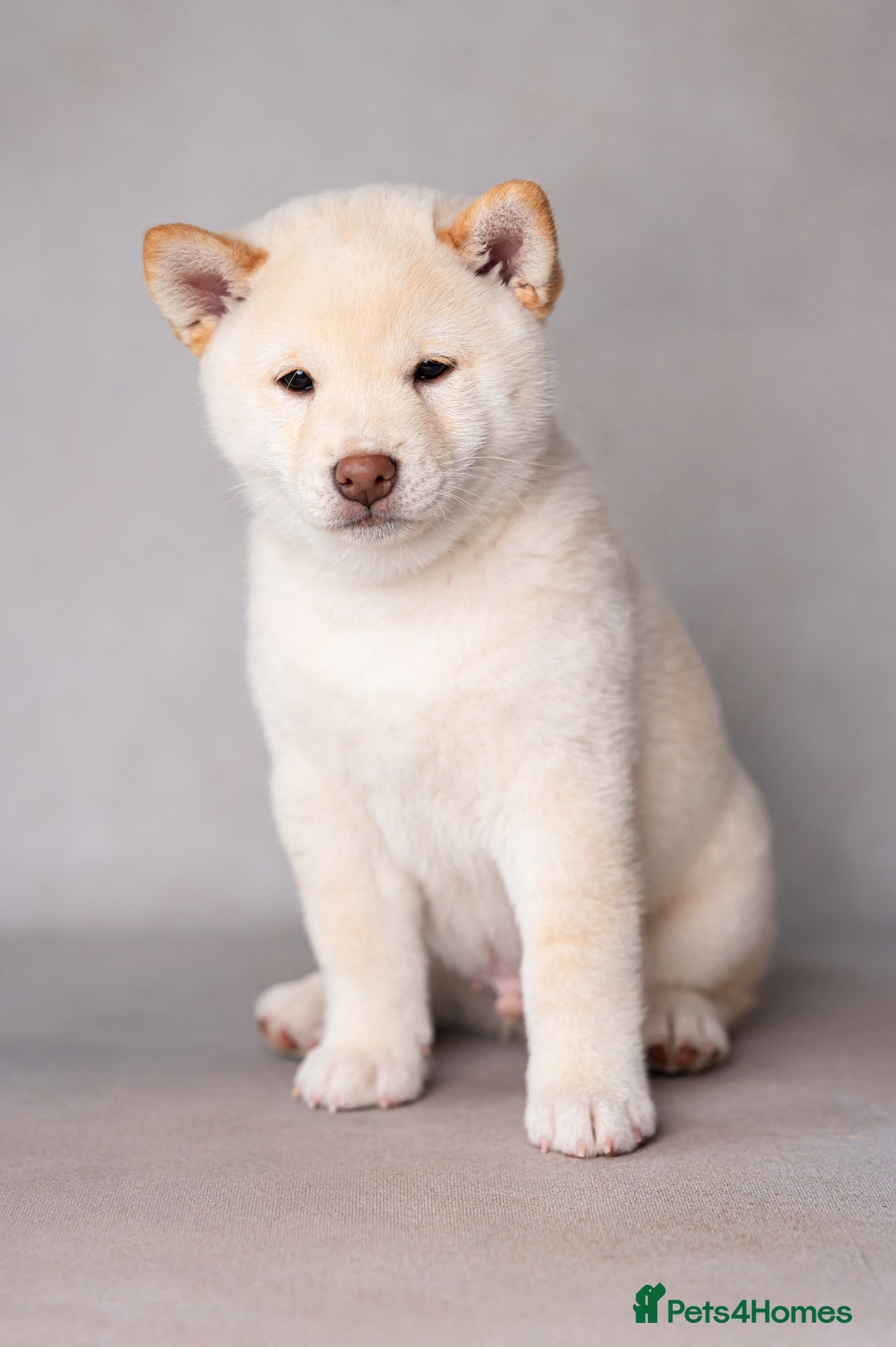 Japanese Shiba Inu dogs for sale: Beautiful Cream Shiba Inu boy for sale  - Image 11