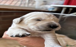 Golden Retriever dogs for sale: Kc reg golden retriever pups - Image 16