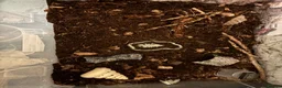 Millipedes invertebrates for sale: 1 bumblebee millipede - Advert 1