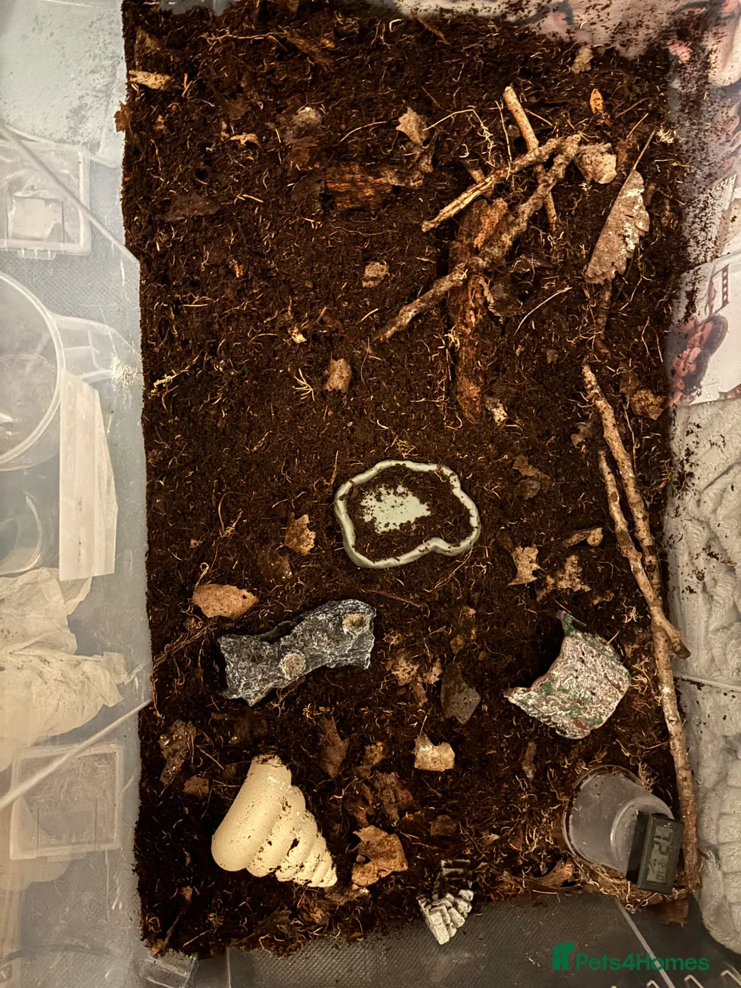 Millipedes invertebrates for sale: 1 bumblebee millipede - Advert 1