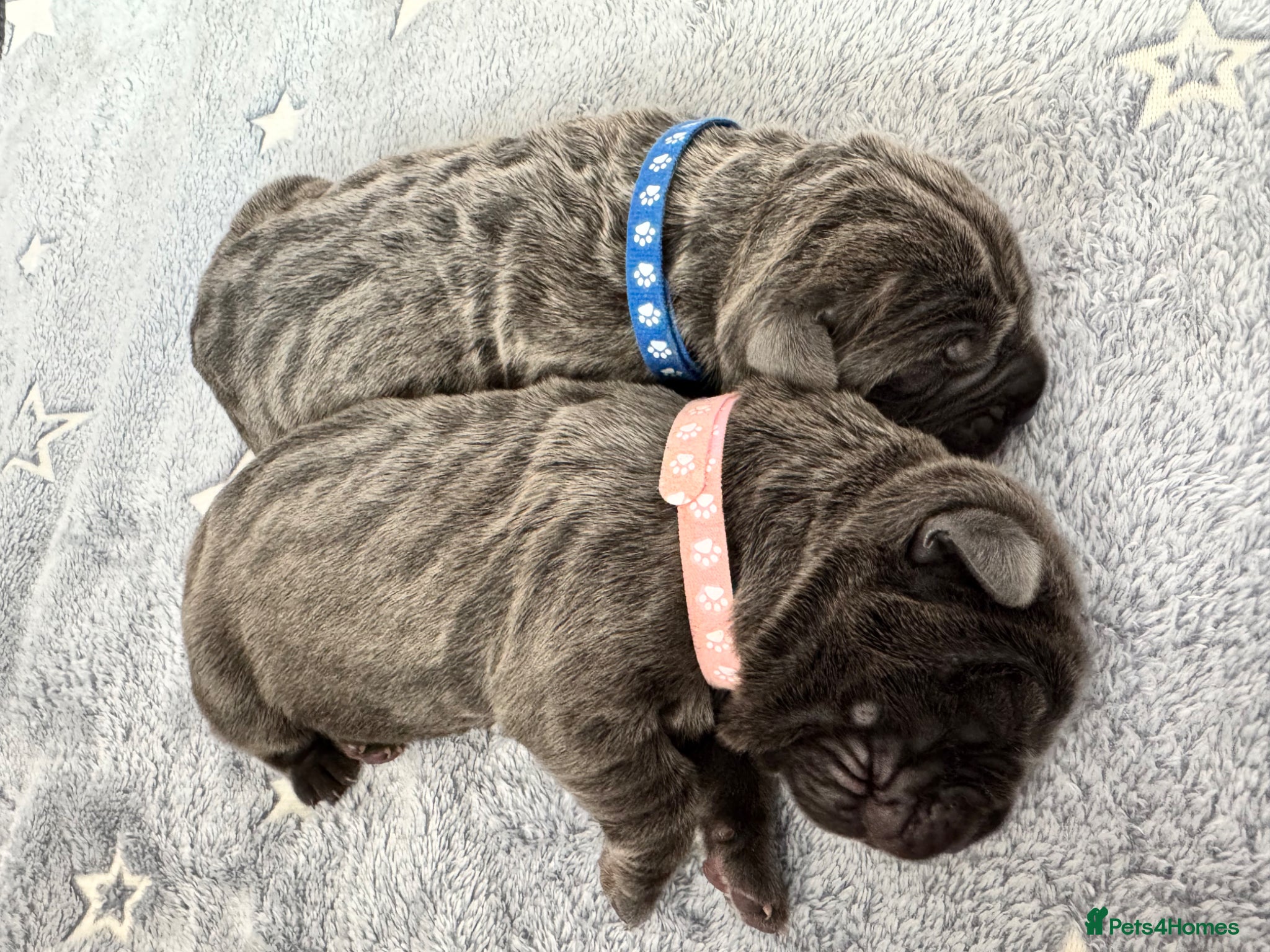 Neapolitan Mastiff dogs Neapolitan mastiff puppies 1 girl grey/1 boy grey  - Advert 2