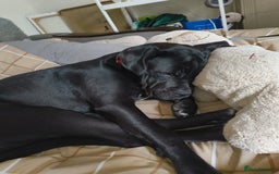 Mixed Breed dogs for sale: 6 Month Old Female Rehoming - Image 10
