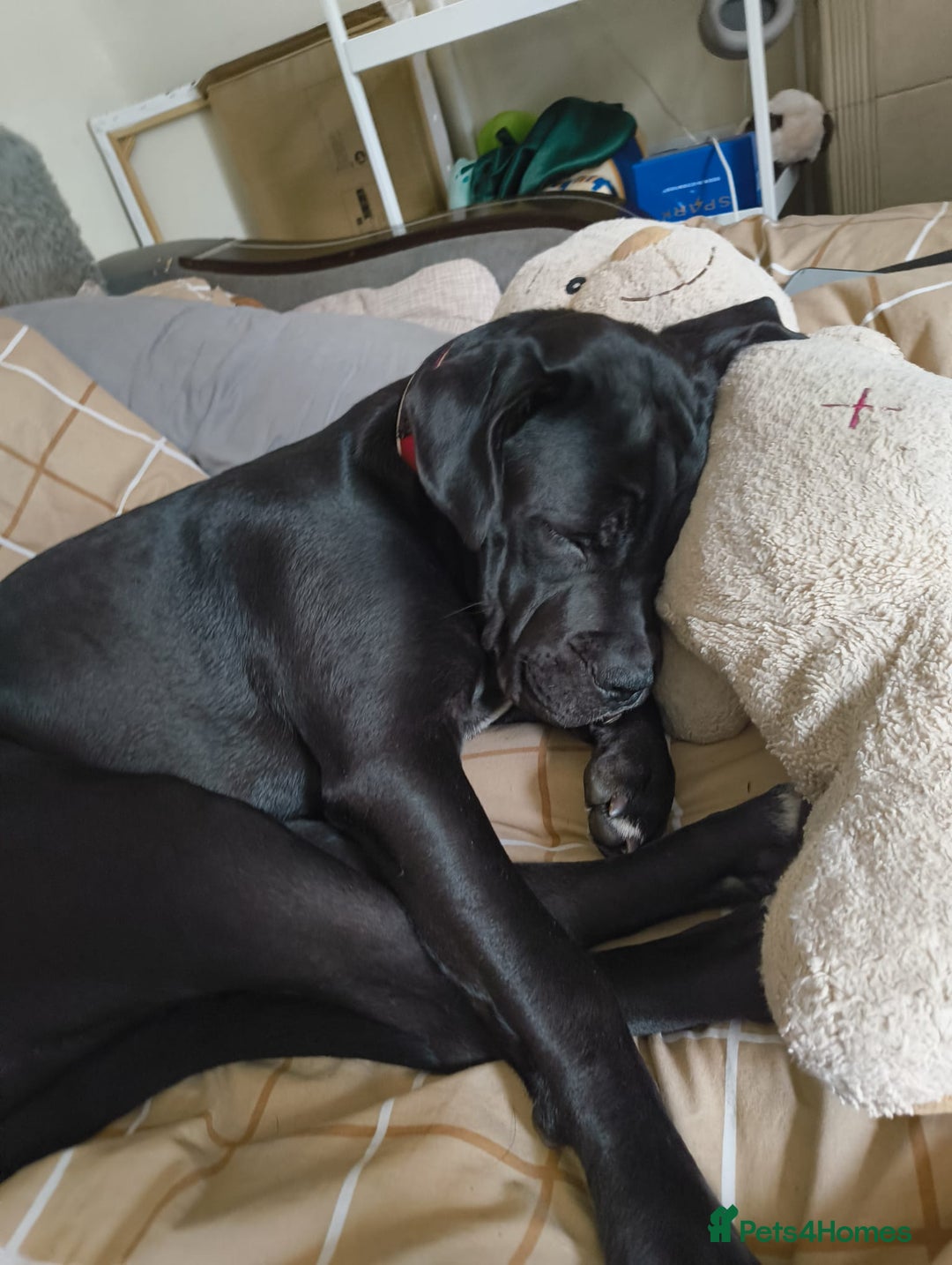 Mixed Breed dogs for sale: 6 Month Old Female Rehoming - Image 10