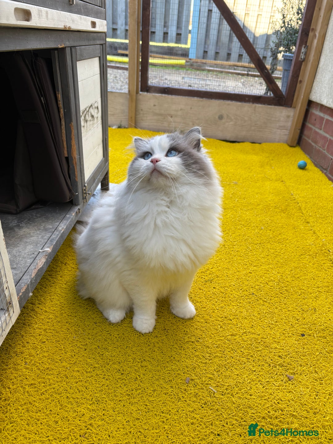 Ragdoll cats for sale: Genuine Ragdoll kittens from pedigree parents.  - Advert 14