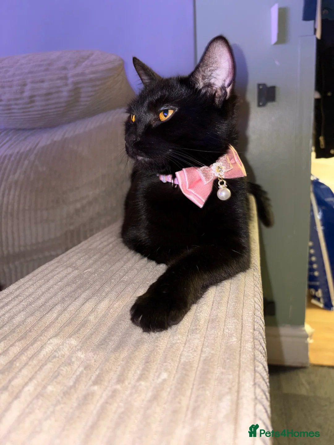 Mixed Breed cats for sale: Last male white kitten left  - Advert 5