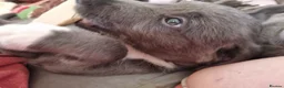 Lurcher dogs for sale: Accidental mating. lurchers in Par - Advert 12
