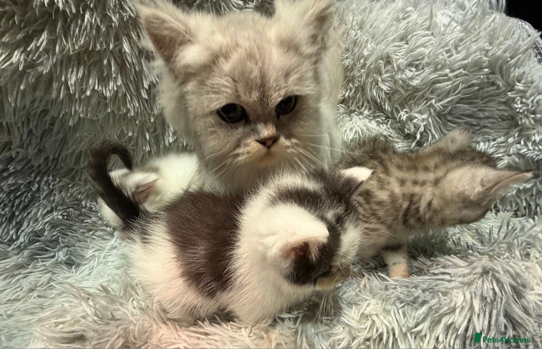 Persian cats for sale: Chinchilla persian cross kittens - Advert 3