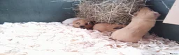 Guinea Pig rodents for sale: Himalayans Sows and California boys  - Advert 2