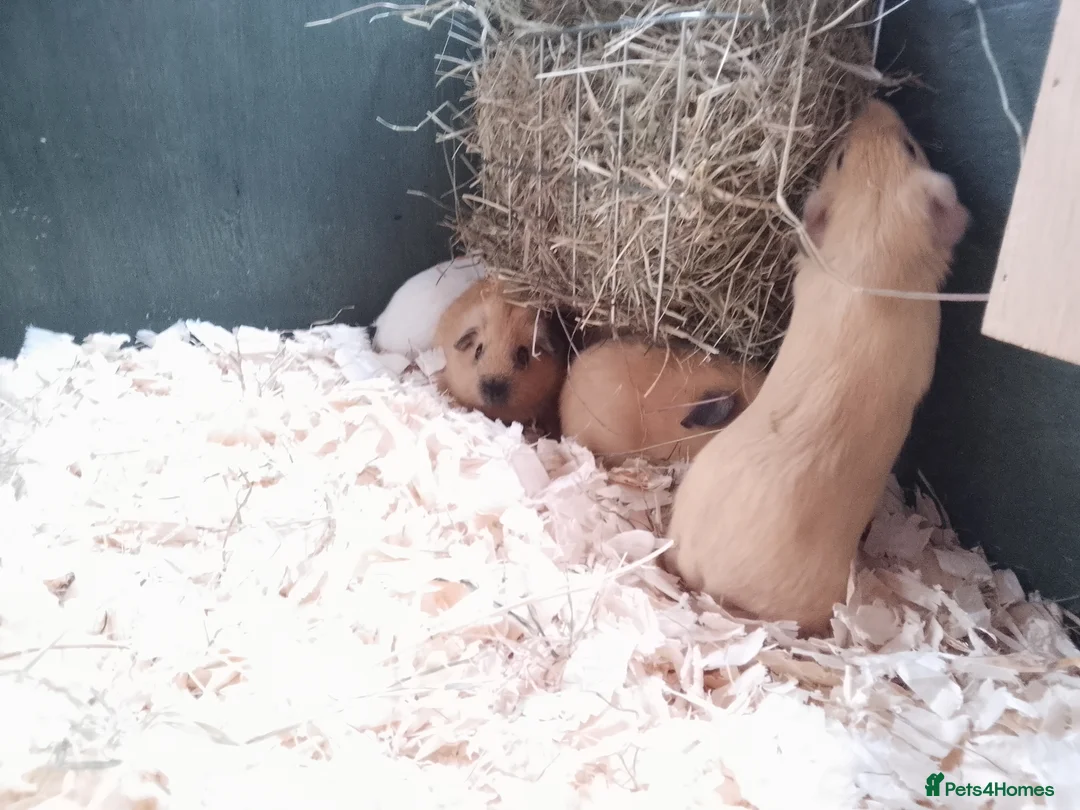 Guinea Pig rodents for sale: Himalayans Sows and California boys  - Advert 2