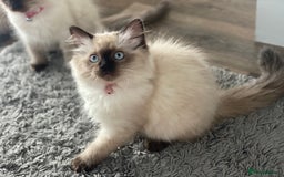 Ragdoll cats for sale: Beautiful Ragdoll kittens looking for forever home - Image 4
