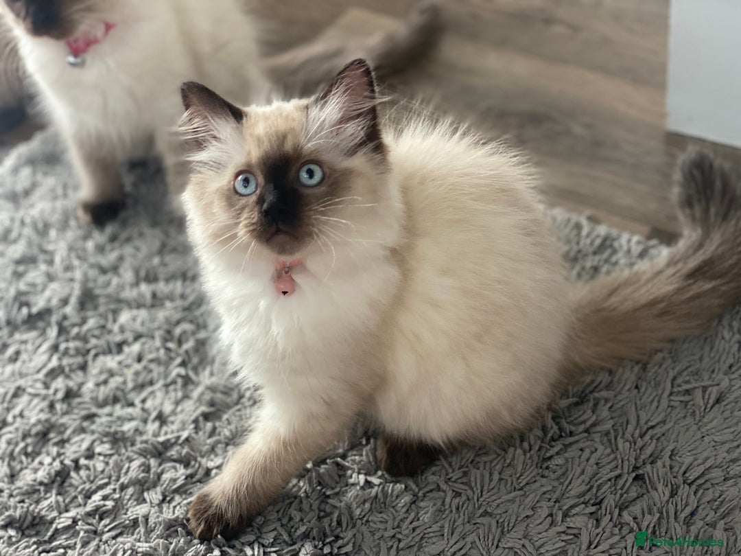 Ragdoll cats for sale: Beautiful Ragdoll kittens looking for forever home - Image 4
