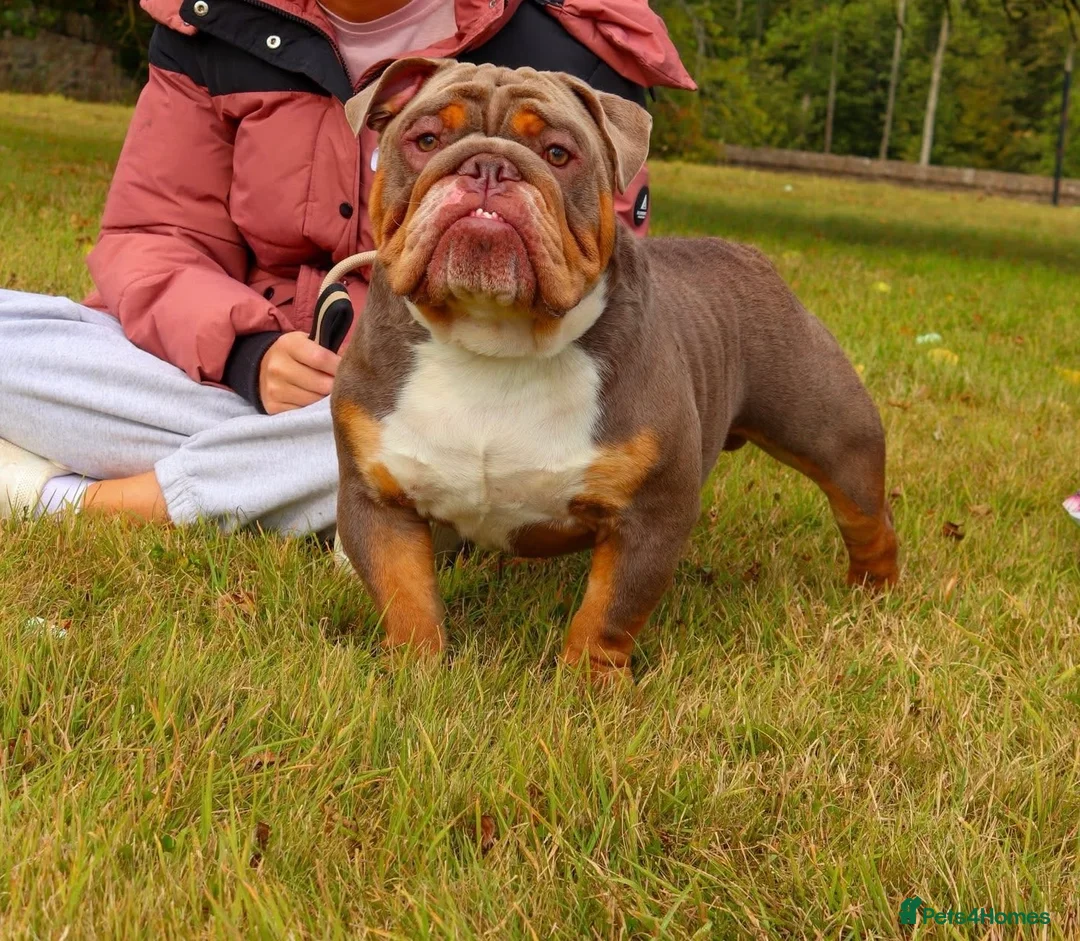 English Bulldog dogs for stud: Rio 🧡 is open for stud  - Advert 2