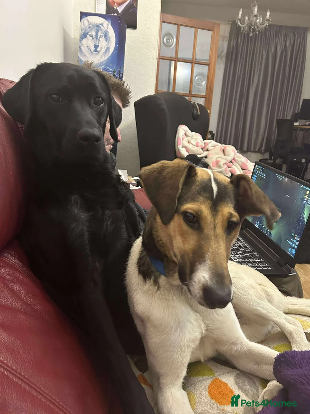 Mixed Breed dogs for adoption: Nora is looking for a loving forever home in Withernsea - Advert 18