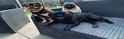 Pug dogs for sale: Beautiful KC Registered Pug Puppies available now! - Advert 11