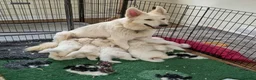 White Swiss Shepherd dogs for sale: Last girl ready now KC registered  WSS in Boston - Advert 2