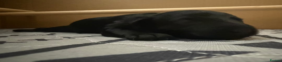Black - The Snuggle Queen