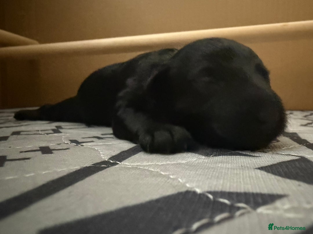 Schnoodle dogs for sale: Adorable Schnoodle Puppies Looking for Loving Home - Image 7