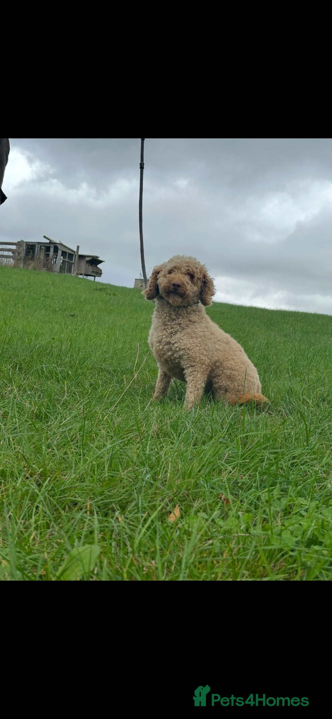 Cockapoo dogs for sale: Stunning F1 Chocolate Cockapoos - Advert 9