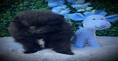 Pomeranian dogs - Advert 4