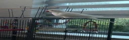 Ringnecks birds for sale: White Indian ringneck for sale in Cowdenbeath - Advert 4