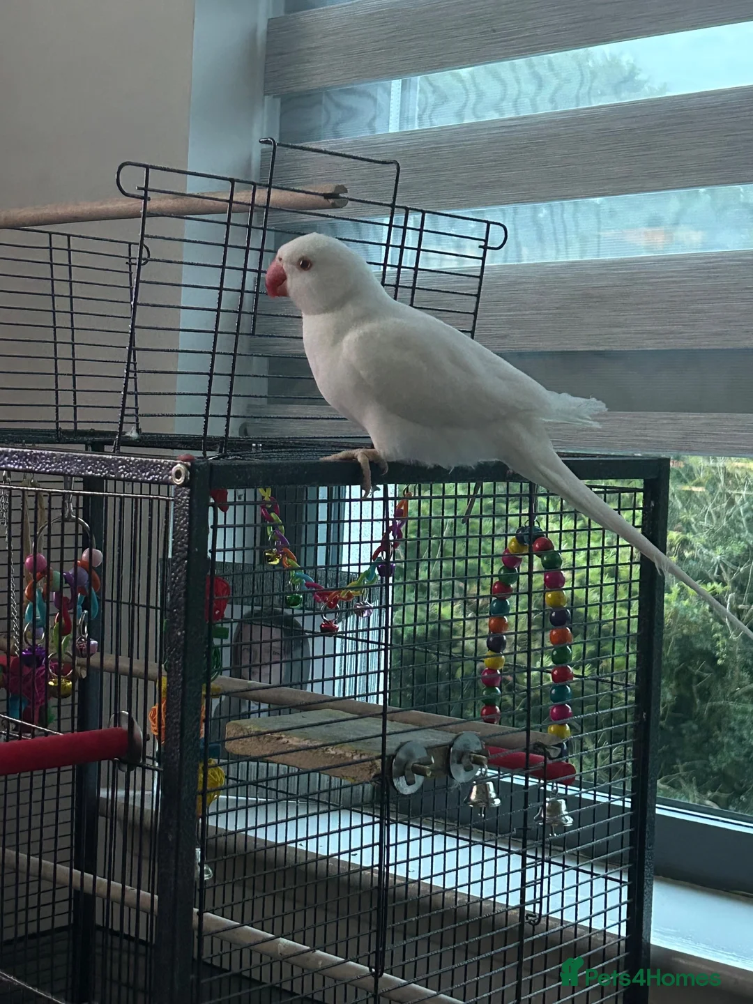 Ringnecks birds for sale: White Indian ringneck for sale in Cowdenbeath - Advert 4