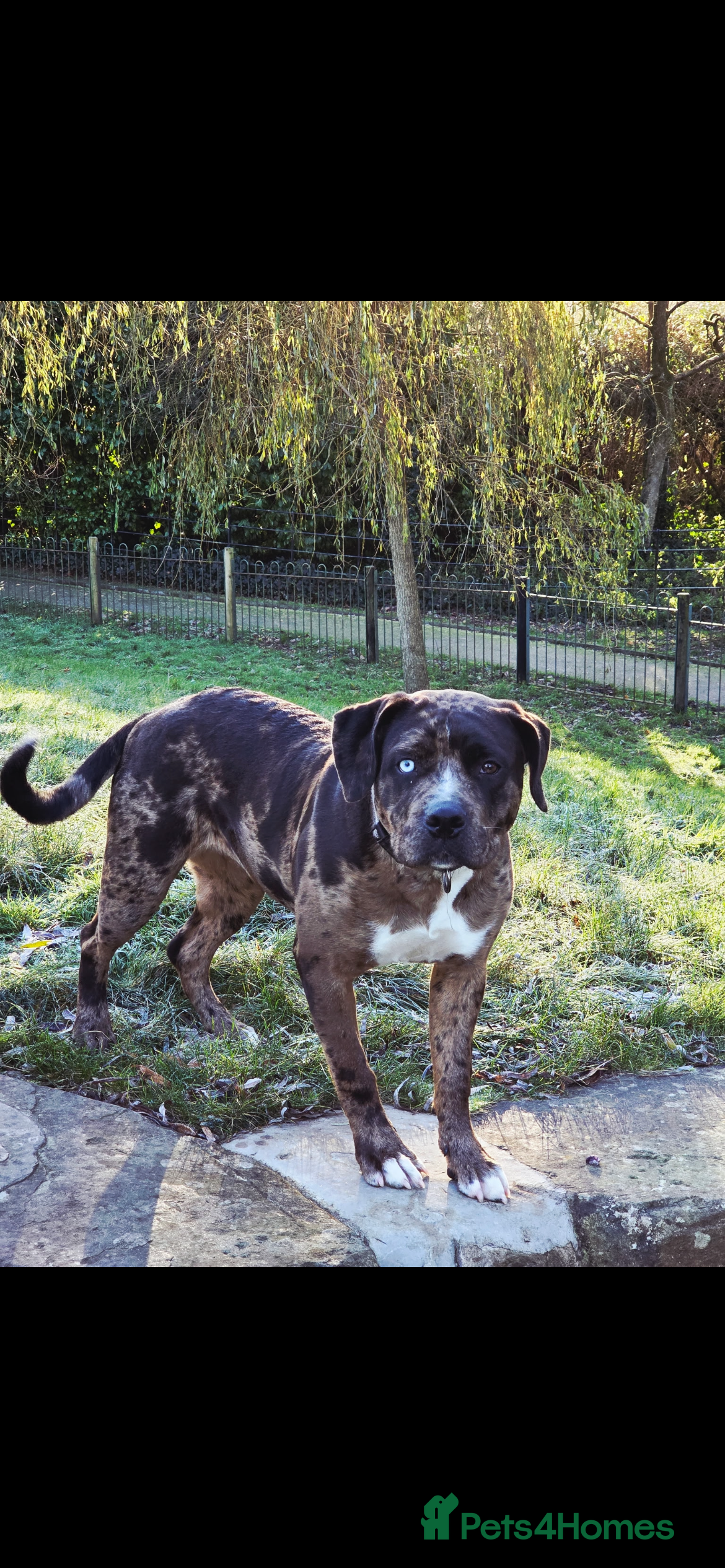 Mixed Breed dogs Female 10 month old  - Advert 11