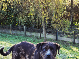 Mixed Breed dogs Female 10 month old - Advert 11