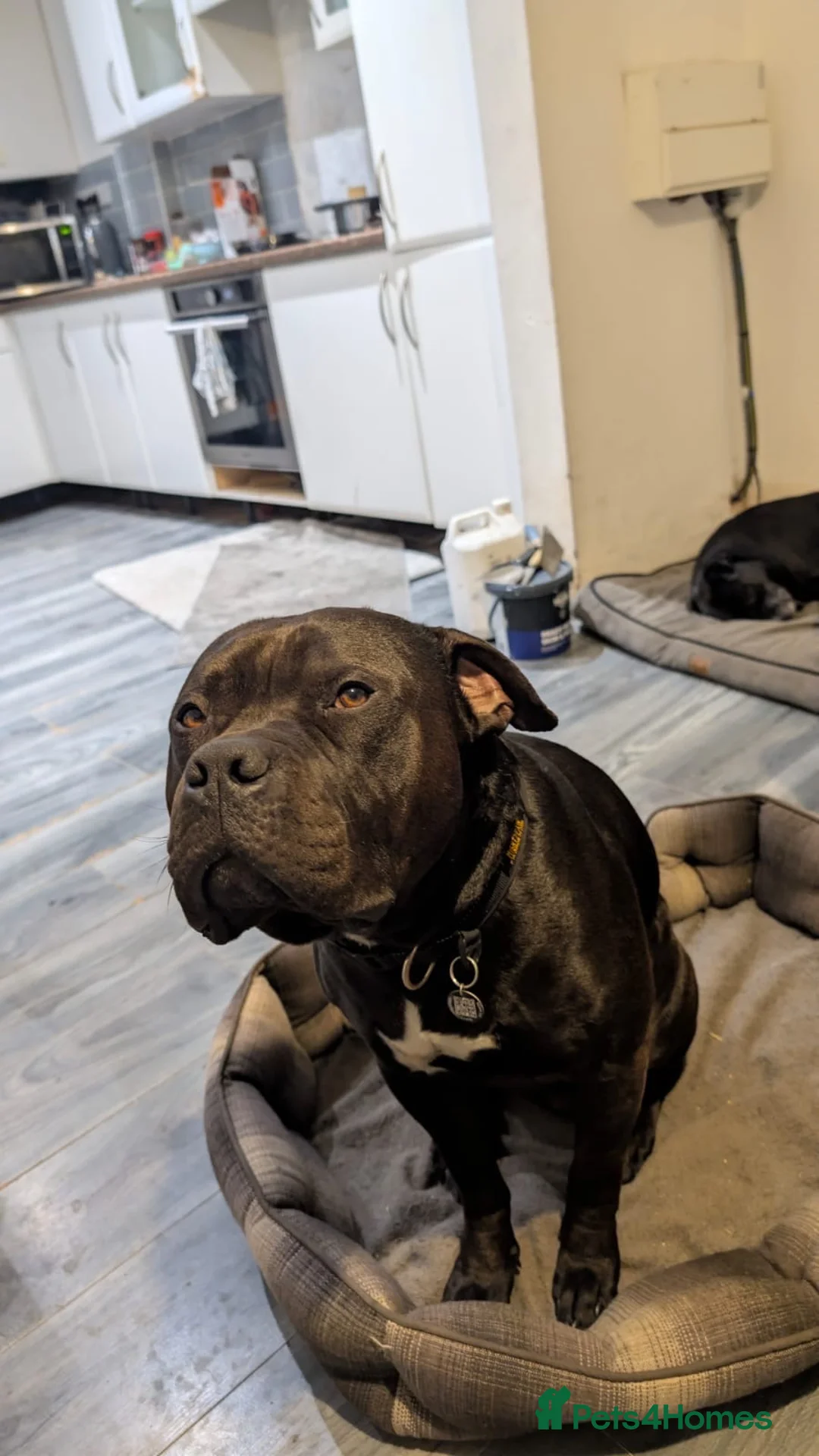Mixed Breed dogs for sale: Rambo gentle giant in Ashton-under-Lyne - Advert 8