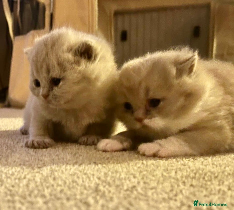 British Shorthair cats Fantastic Pedigree Lilac BSH Kiitens - Advert 3
