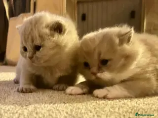 British Shorthair cats Fantastic Pedigree Lilac BSH Kiitens - Advert 3