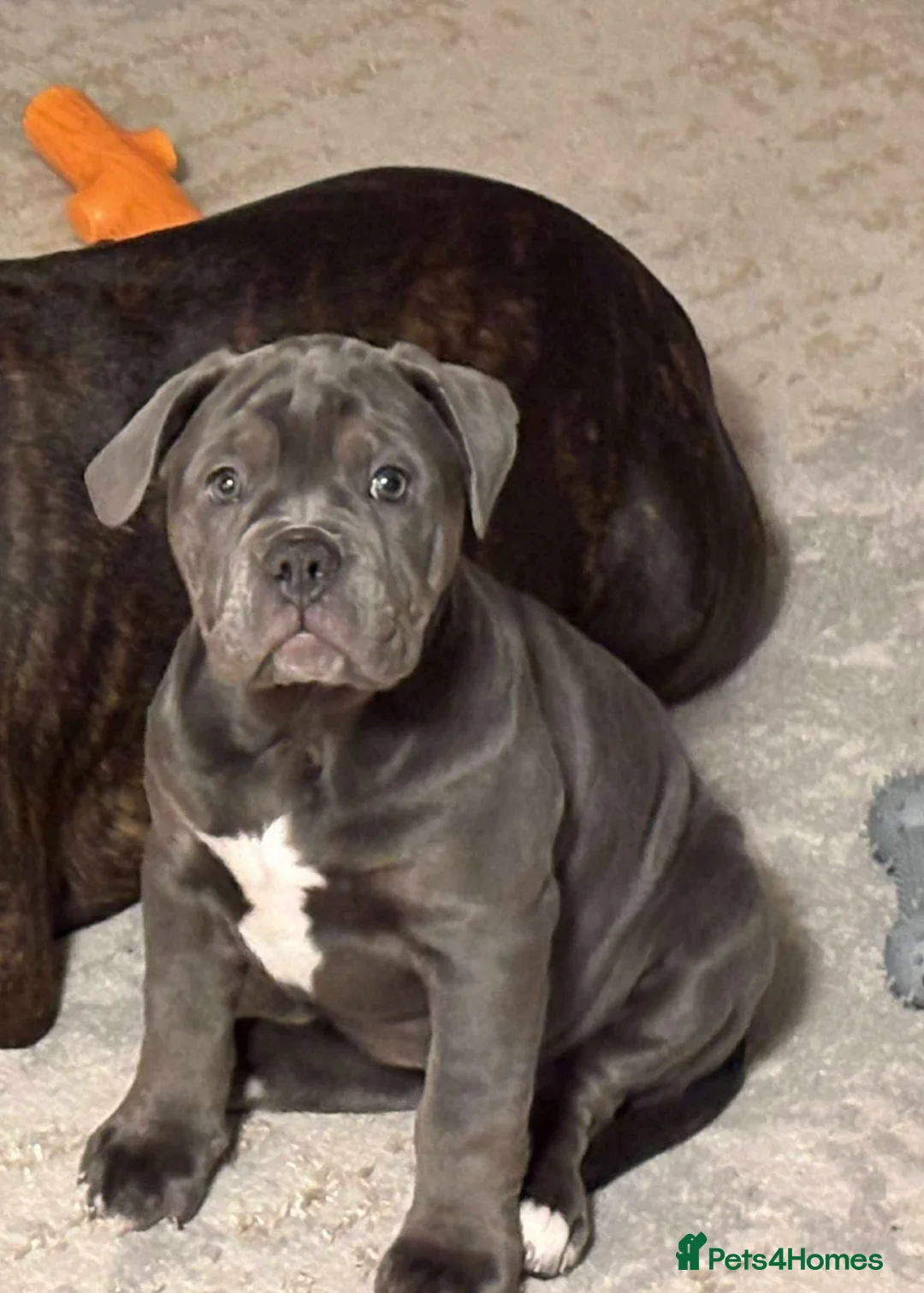 Old Tyme Bulldog dogs for sale: 12 week old beautiful old tyme English bulldog  - Advert 2