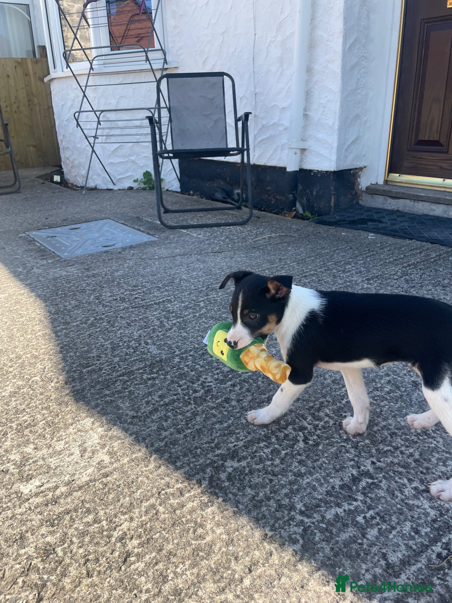 Border Collie dogs Border collie puppy  - Advert 5