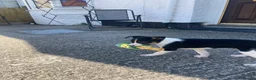 Border Collie dogs for sale: Border collie puppy  in Saint Asaph - Advert 1