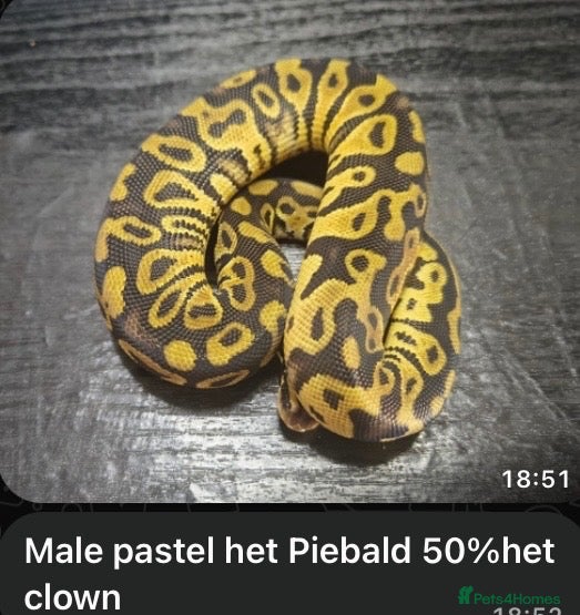 Python Snake reptiles for sale: Pastel Royal Ball Python - Advert 1