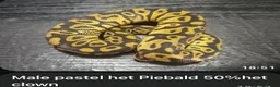 Python Snake reptiles for sale: Pastel Royal Ball Python - Advert 1